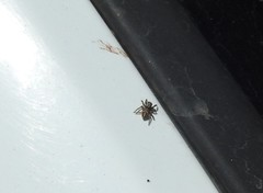 Habronattus klauseri