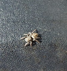 Habronattus klauseri