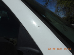 Habronattus klauseri