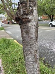 Prunus avium