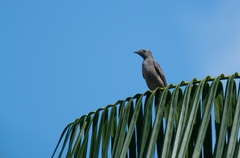 Cotinga cayana