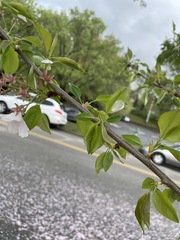 Prunus avium