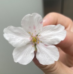 Prunus avium