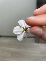 Prunus avium