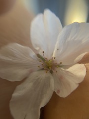 Prunus avium