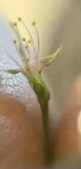 Prunus avium