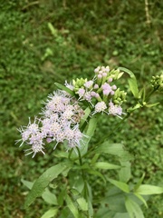 Chromolaena christieana