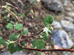 Ribes indecorum