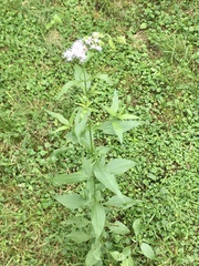 Chromolaena christieana