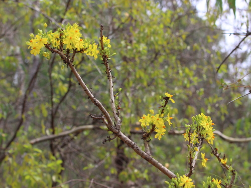 Ochna obtusata, photograph 3