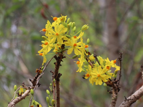 Ochna obtusata, photograph 4