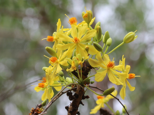 Ochna obtusata, photograph 5