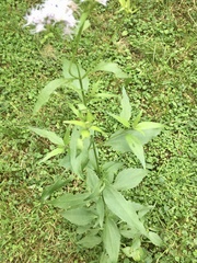 Chromolaena christieana