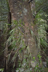 Earina mucronata