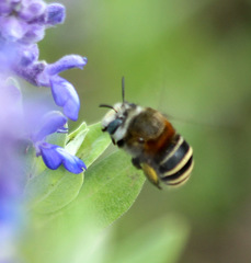 Anthophora pilifrons