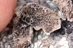 Umbilicaria torrefacta