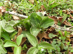Trillium sessile