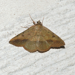 Hemeroplanis scopulepes