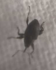 Archarius salicivorus