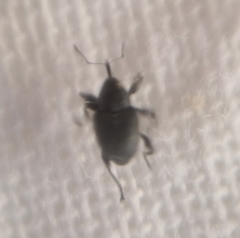 Archarius salicivorus