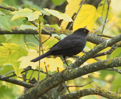 Turdus merula