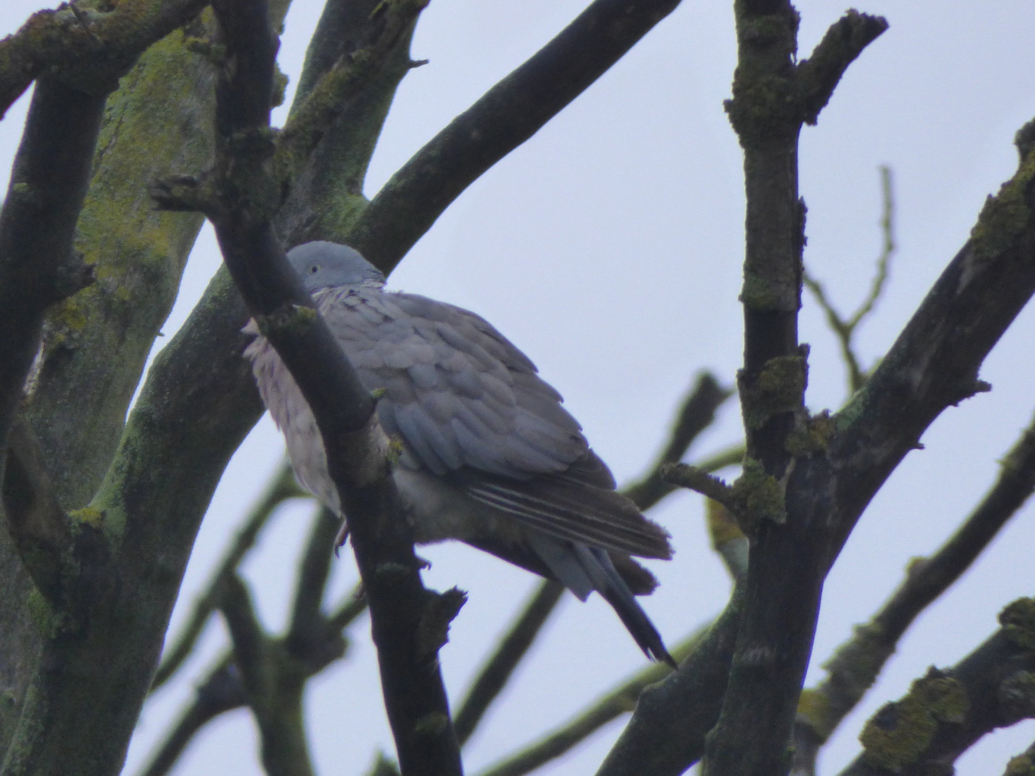 Common Wood Pigeon