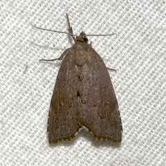 Cutina albopunctella