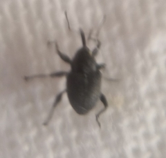 Archarius salicivorus