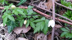 Anemonoides nemorosa