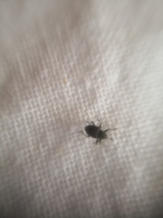 Archarius salicivorus