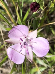 Calochortus umbellatus