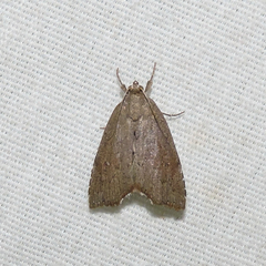Cutina albopunctella