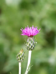 Carduus argentatus