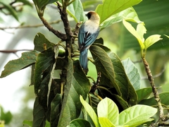 Stilpnia cayana