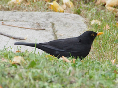 Turdus merula