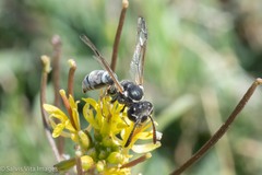 Pterocheilus