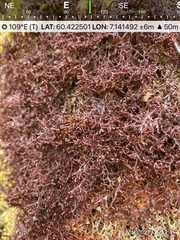 Frullania tamarisci