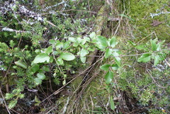 Clematis quadribracteolata