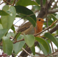 Erithacus rubecula