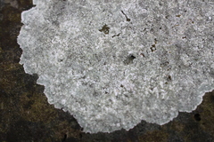 Pyrenodesmia albovariegata