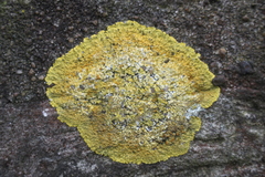 Variospora flavescens