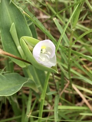 Commelina platyphylla