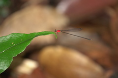 Amphicnemis gracilis