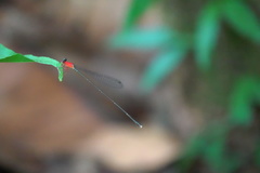 Amphicnemis gracilis