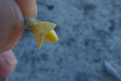 Aspalathus marginata