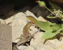 Podarcis filfolensis maltensis