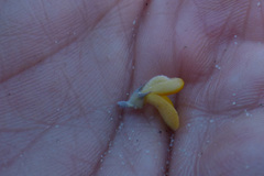 Aspalathus marginata