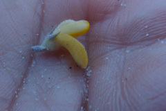 Aspalathus marginata