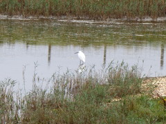 Egretta garzetta