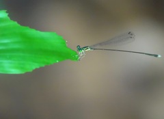 Amphicnemis gracilis